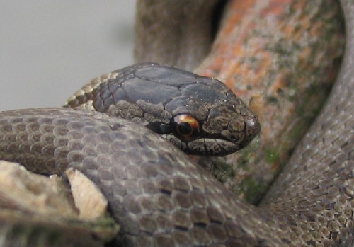 Kulat zornice odliuje jasn uovku od zmije.