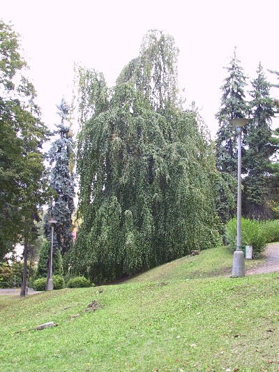V lt strom pipomn velikou listovou fontnu. 