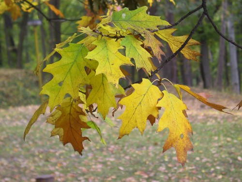Podzimn barva list zvrazuje atraktivn tvar list dubu ervenho.