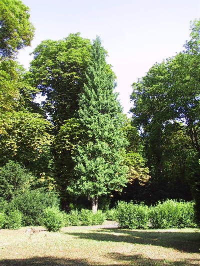 Mezi ostatnmi stromy vynik ginkgo svou jasnou listovou zelen a protaenou korunou. ponkud pipomnajc nkter jehlinany.