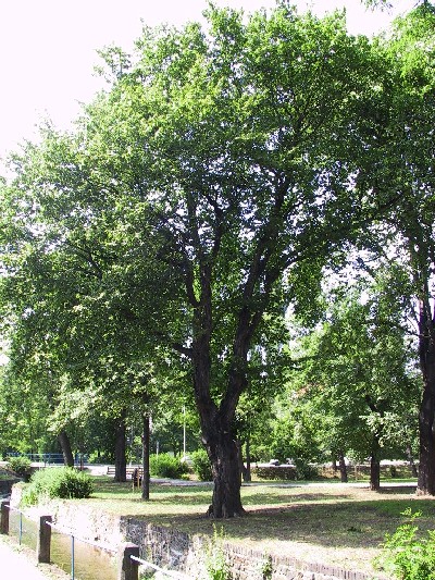 Star strom v parku u baty ml dost prostoru k rozloen koruny. 