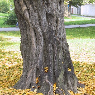 Kmen starho habru se od odtatnch strom odliuje vraznou svalcovitou strukturou povrchu.