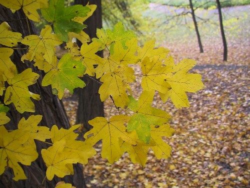 Podzimnm zbarvenm javoru babyky je jasn lut barva (Kyselka).
