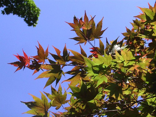 Tvar list odpovd druhovmu oznaen stromu, typick je ervenav zbarven mladch list.