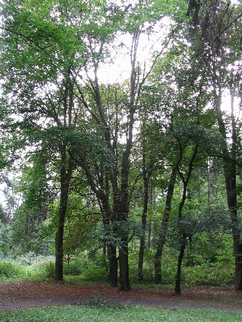V zpoji ostatnch mohutnch strom na konci "osmiky" v lzeskm parku, tento javor snadno pehldneme.