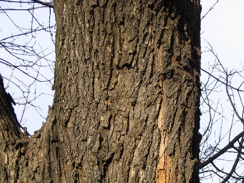 Kra starho stromu je siln podln rozpraskan borka vak nen pli tlust.
