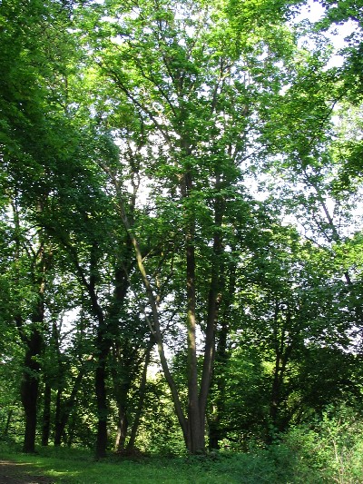 Javor velkolist dorst ve sv domovin a 35 m. I n exempl pat spe k velkm stromm.