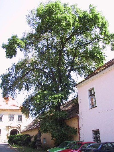 Tento jilm naproti kostelu sv. Petra a Pavla je navren na sttem chrnn strom.