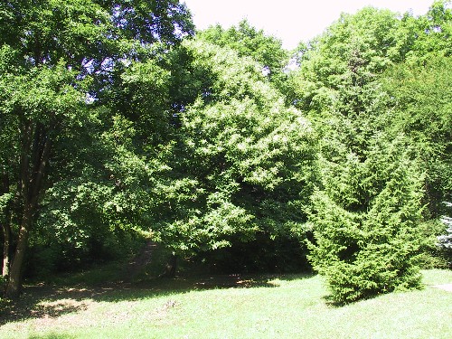 V dob kvtu se olistn stromu ztrc pod zplavou samch kvtenstv.