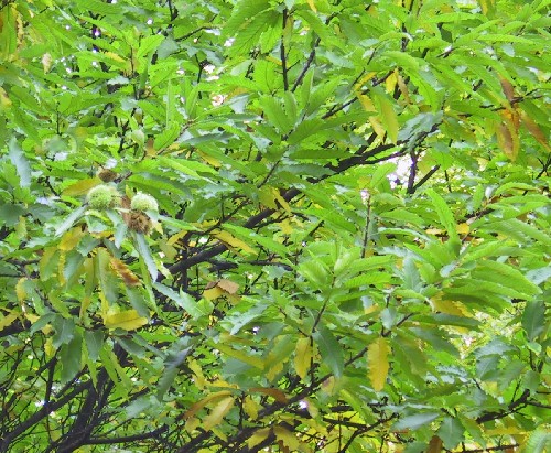 Vtve olistn a 30 cm dlouhmi na okraji zubatmi listy nesou na podzim kulat siln pichlav plody..