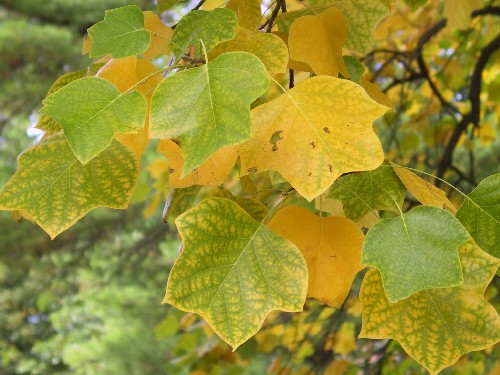 obzvt tvar list vynik na podzim, kdy na sebe strom upozoruje sytou zlatavou lut v korun i na zemi.