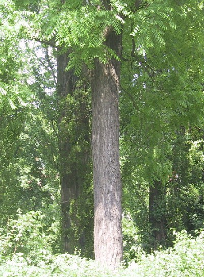 Strom vynikal rovnm sloupovitm kmenem s ernou borkou. 