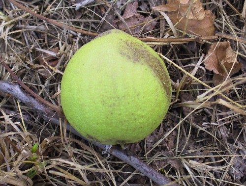 Plod - peckovice m mrn hrukovit tvar.
