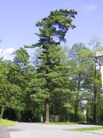 Solitrn stojc strom vedle hlavn lzesk budovy je urit nejpsobivj z nkolika vejmutovek v parku.