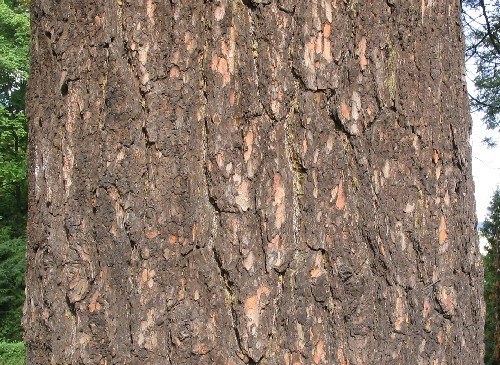 Tlust borka star borovice vejmutovky je pomkud tmav ne u borovice lesn.