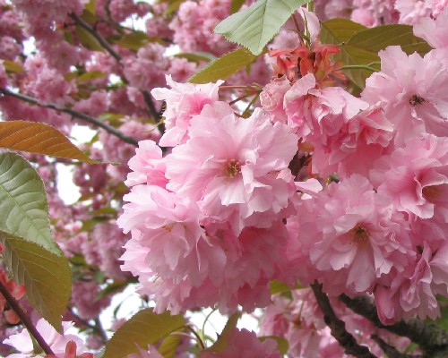 Sakura kvete obzvlt bohat.