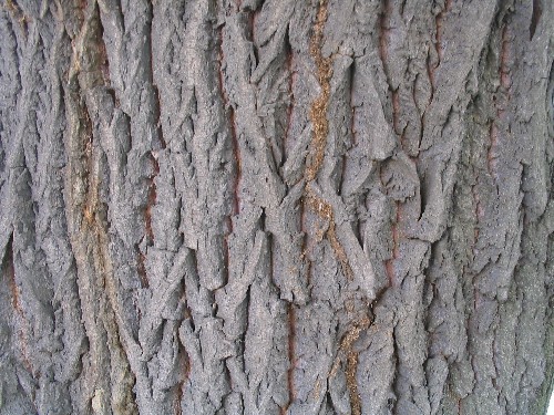 Borka stromu je hluboce podln rozpukan a a 3 cm siln. 