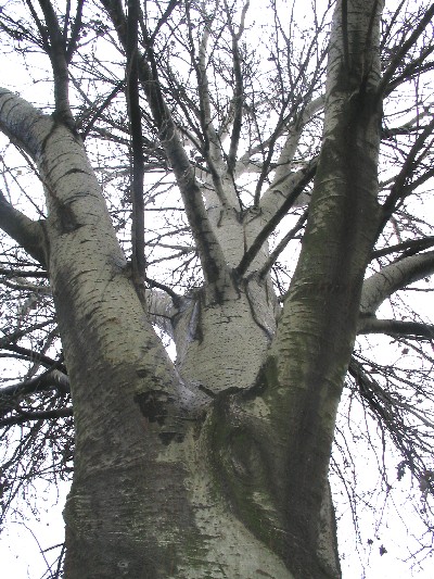 Koruna stromu v sdliti.