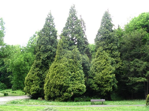 Trojice ndhernch strom vpravo od altnku pat mezi unikty celho parku. Ni kuely nejsou zvltn stromy - jedn se o bon vtve.