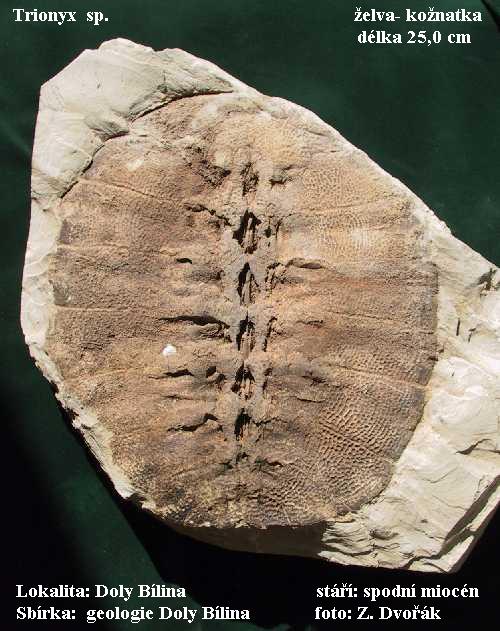 Trionix sp. - elva konatka  s typickou dlkatou texturou krune a vraznou brzdou po rozputn pti a podprnch st eber..
