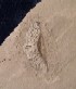 Kraiigie - semeno (pteleocarpum)- lom Blina