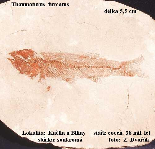 tato mal rybka byla pevnou koist ostatnch ryb v eocennm jezeru.
