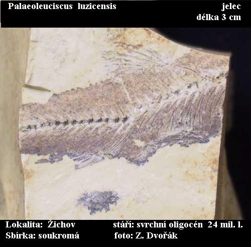 podlouhl tlo se spoustou kost - palaeoleuciscus