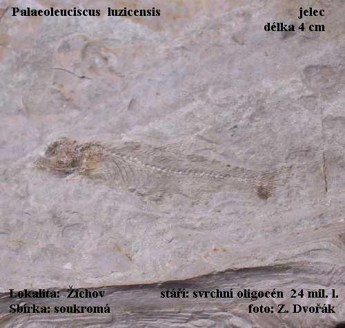 podlouhl tlo se spoustou kost - palaeoleuciscus