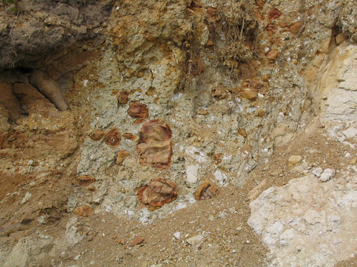V proniku zjlovl vulkanick brekcie je zeteln mnostv oranov-hnedch xenolit kdovch hornin. Vlevo star brekcie, vpravo slab zpevnn pskovec. 