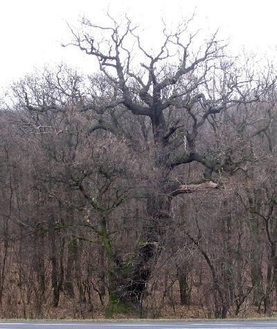 Star dub letn u silnice Blina Louny byl vzhlen pamtnm stromem.