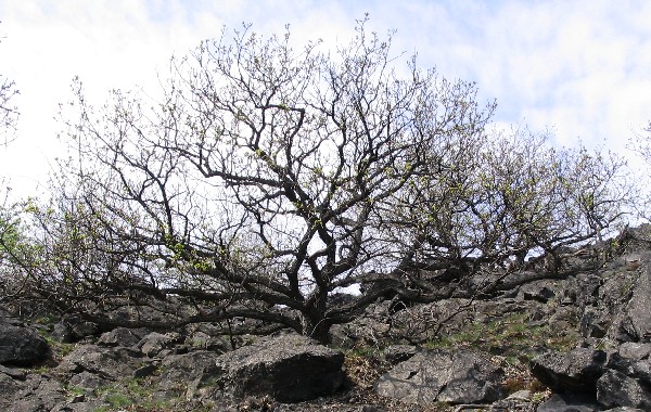 Na prudkých svazích a kolem vrcholu roste dub zimní v podobě velmi nízko zavětvených stromů.