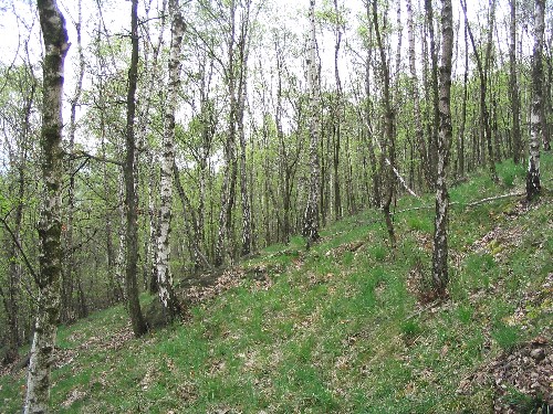 Vyvlečenou rulovou kru na severovýchodním úpatí hory pokrývá pohledný březový les.